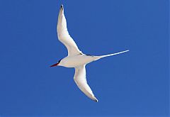 Red-billed Tropicbird